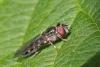 Platycheirus sp.